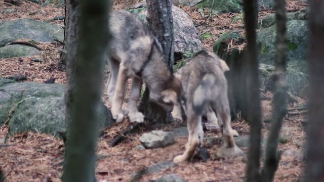 Wolves playing, fighting, eating. Both adult wolves and wolf cubs / wolf pups, or puppies.