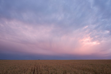 Naklejka na ściany i meble Wheat field at sunrise