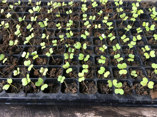 Young vegetable sapling in soil on the seedling basket in Thailand