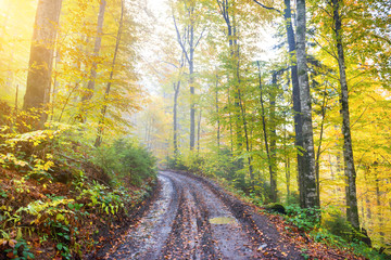 Road in the autumn forest with colorful yellow and orange trees