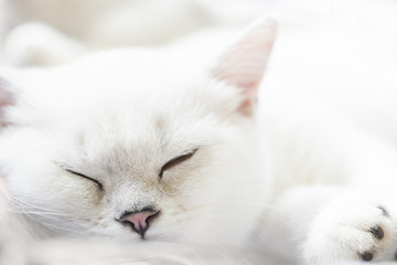 White sleeping Scottish Straight purebred cat on soft white background