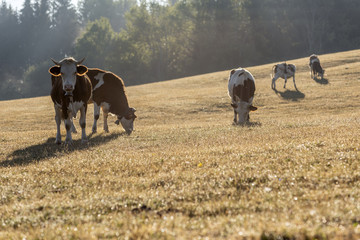 Vaches dans un pâturage