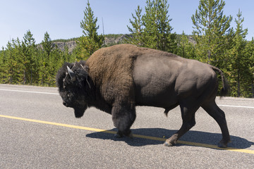 bison in Yellowstone Nationale Park in Wyoming © sergioboccardo