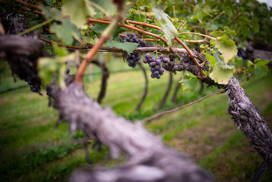 Grappoli d&rsquo;uva nera sulla vite nel vigneto