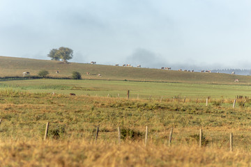 Vaches dans un pâturage