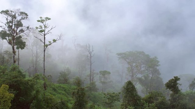 Pan along  cloudforest trees in the mist. The Rio Abanico Valley on the Amazonian slopes of the Andes in Morona Santiago province, Ecuador.