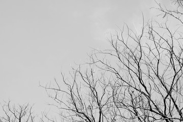 Bare tree branches - monochrome