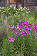 Flowers Phloxes in the grass near a wooden farmhouse.