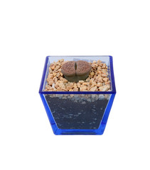 Lithops,cactus and succulents in pot isolated on white.