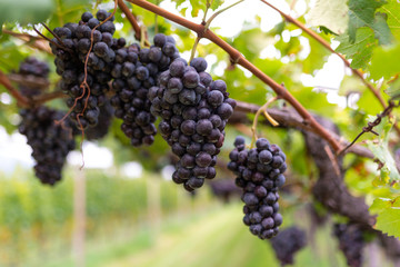 Grappoli d’uva nera sulla vite nel vigneto