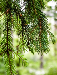 Obraz premium Close up of spruce branch.