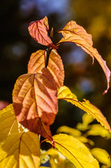 The yellow and red leaves in autumn in the backlight. Autumn leaves.