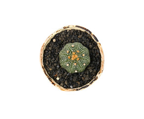 Astrophytum asterias, Cactus in pot isolated on white.