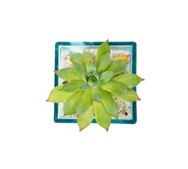 Succulent Anacampseros lanceolata,Closeup of succulents plants in pot isolated on white.