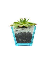 Succulent Anacampseros lanceolata,Closeup of succulents plants in pot isolated on white.