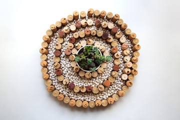 Japanese stone garden concept: wine corks helix shaped composition with kidney beans and small potted succulent plants in center isolated on white background from a high angle view