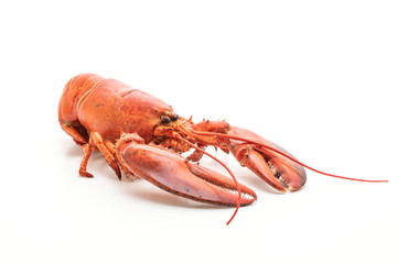 cooked lobster isolated on white
