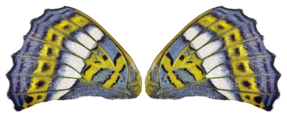 Naklejka premium blue and yellow butterfly wing on white