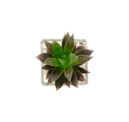 Closeup of succulents plants in pot isolated on white.