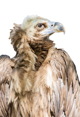 black vulture portrait isolated on white