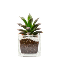 Closeup of succulents plants in pot isolated on white.
