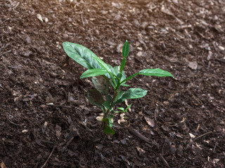 Lemon plant seedlings planted into the soil.