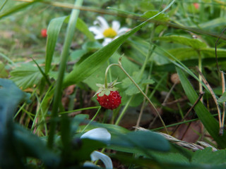 Summer wild strawberry in the forest