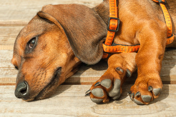 Dachshund puppy is lying on the floor 