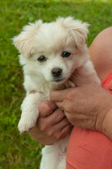 White puppy in hands