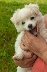 White little dog is in human hands 