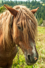 Portrait of a horse