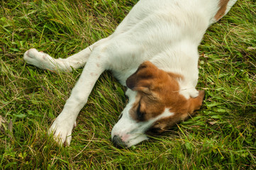 White big dog lying on the grass