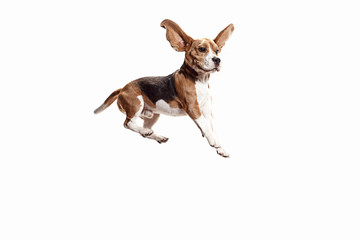 Front view of cute beagle dog jumping isolated on a white studio background