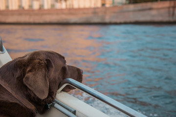 Brown Labrador looking at the scenic autumn beauty from boat