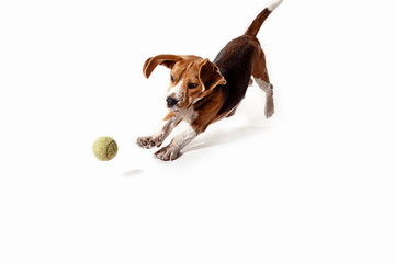 Front view of cute beagle dog with ball isolated on a white studio background