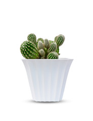 Cactus of succulents plants in pot isolated on white background.