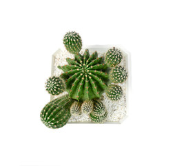 Cactus of succulents plants in pot isolated on white background.