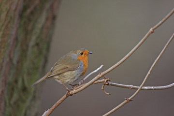 Robin