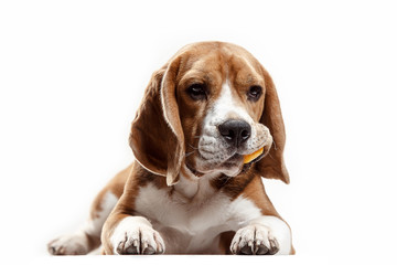 Front view of cute beagle dog sitting, isolated on a white studio background © master1305