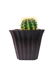 Cactus of succulents plants in pot isolated on white background.