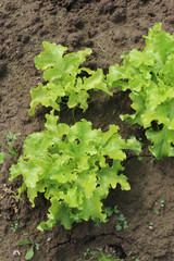 Leaves of green salad on garden bed in rural