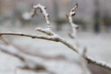 First winter snow branches