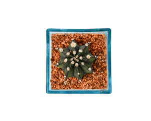 Cactus of succulents plants in pot isolated on white background.