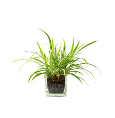 Spider plant,Closeup of succulents plants in pot isolated on white.