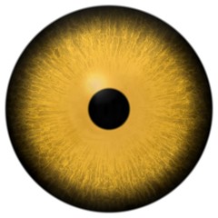 Animal predator cats eyeball, 3d eye with isolated white background, yellow eye