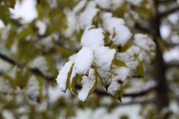 First winter snow branches