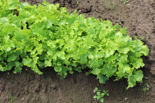 Leaves of green salad on garden bed in rural