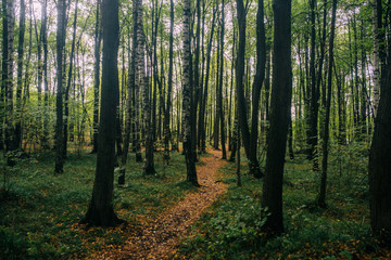 Fototapeta na wymiar track in the autumn wood