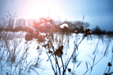 winter snow thorn sun