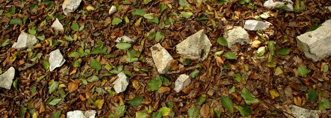 laub mit steinen im wald textur hintergrund